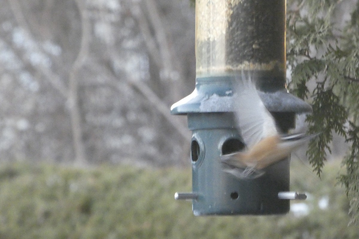 Red-breasted Nuthatch - ML646182341