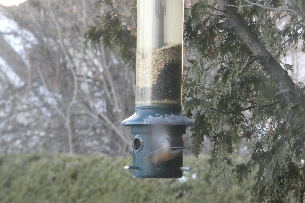Red-breasted Nuthatch - ML646182342