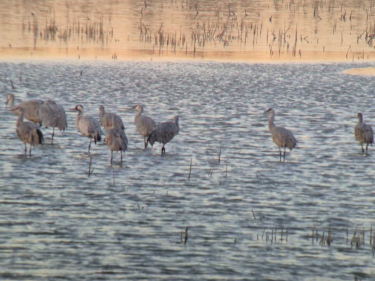 Common Crane - ML646182343