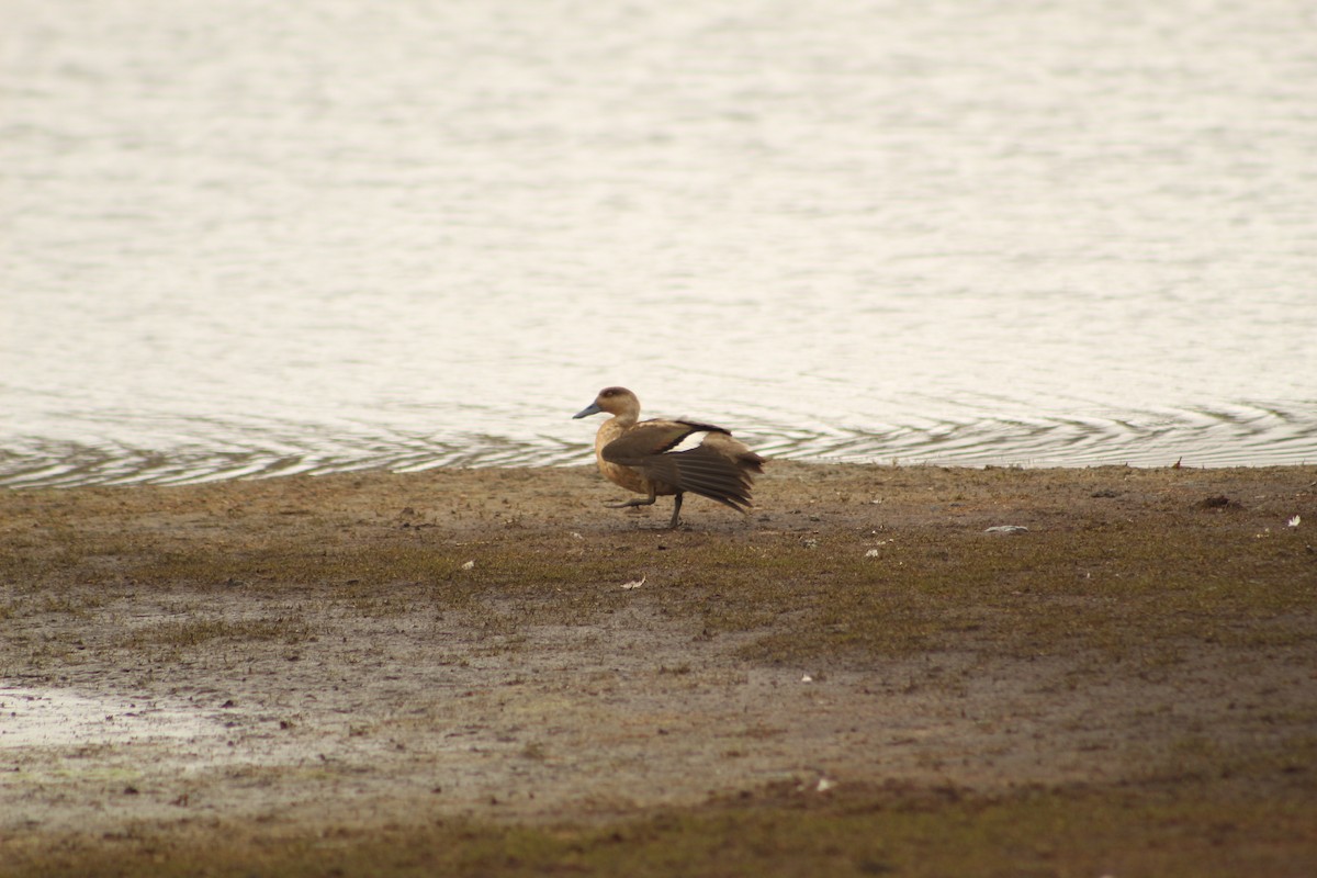 Crested Duck - ML646182346