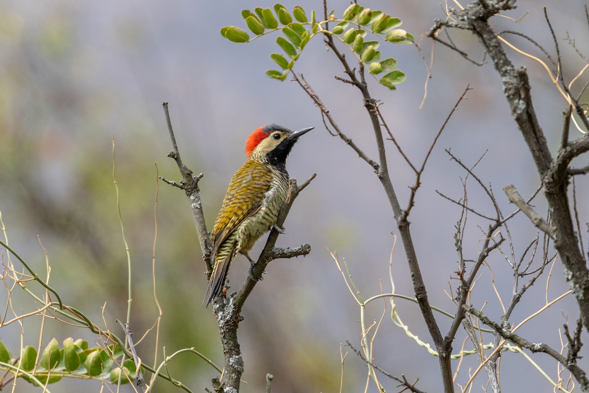 Black-necked Woodpecker - ML646182349