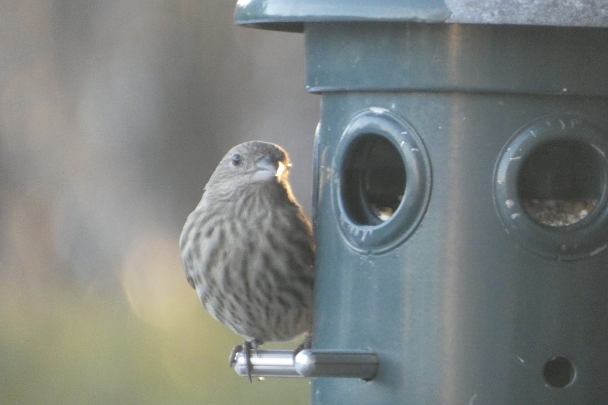 House Finch - ML646182352