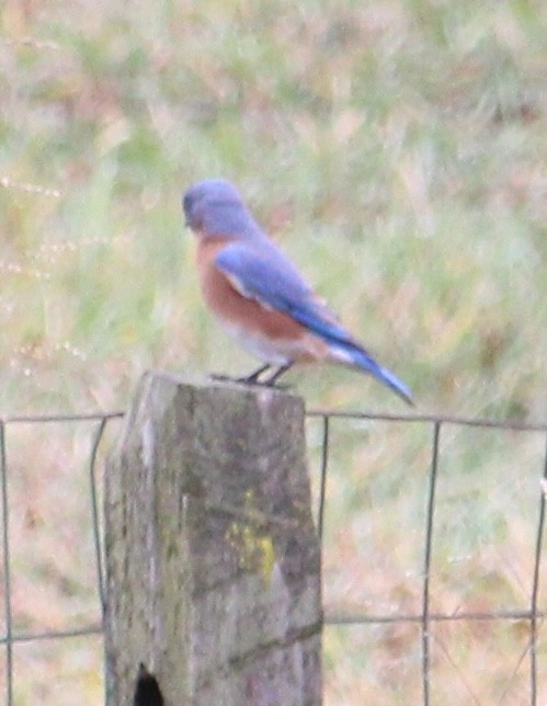 Azulejo Oriental - ML646182353