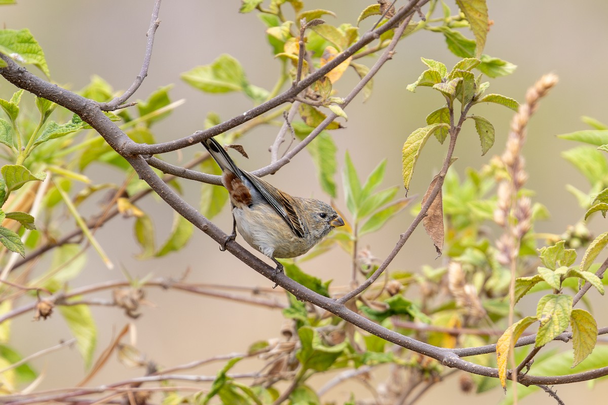 Band-tailed Seedeater - ML646182358