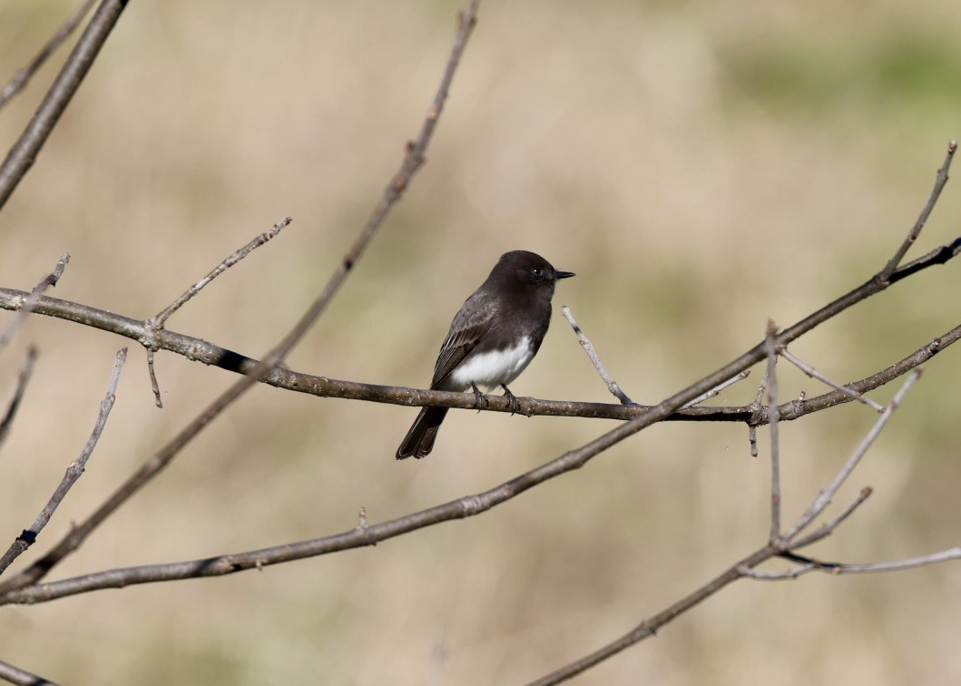 Moucherolle noir - ML646182360