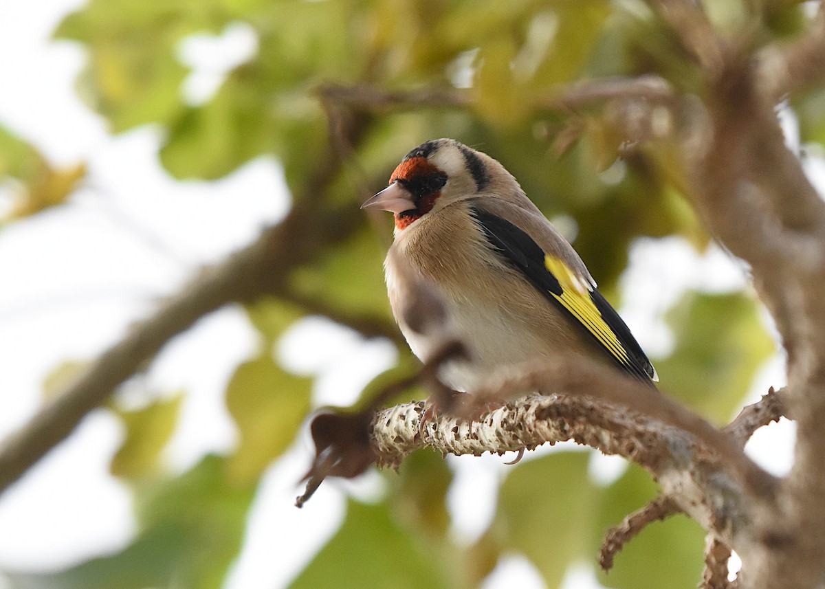 European Goldfinch - ML646182362