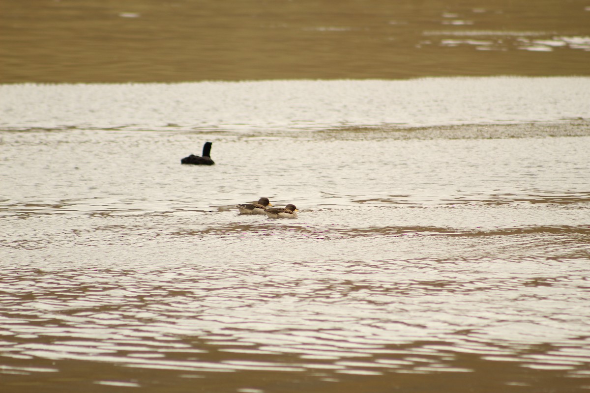 Yellow-billed Teal - ML646182363