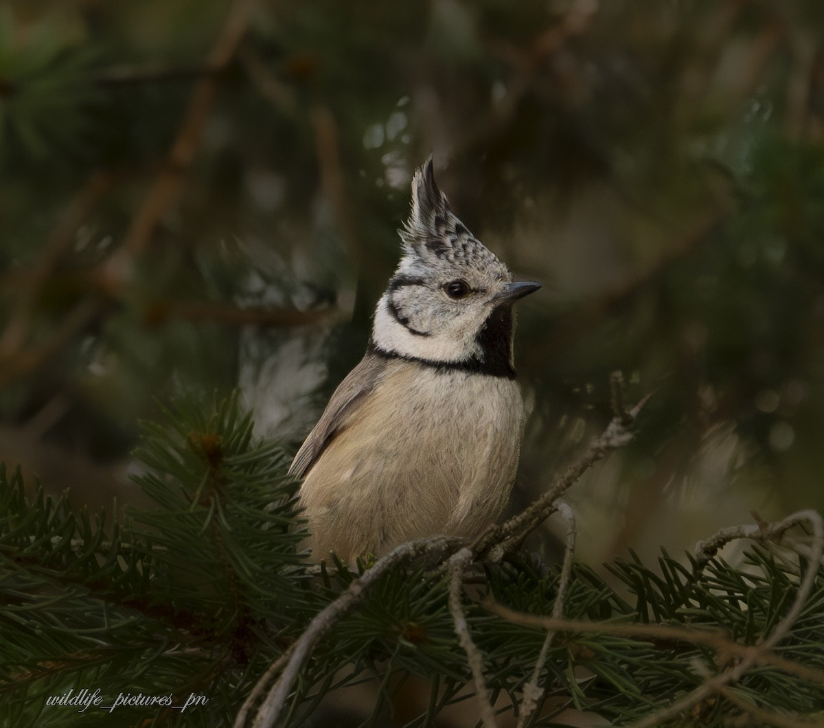 Crested Tit - ML646182364