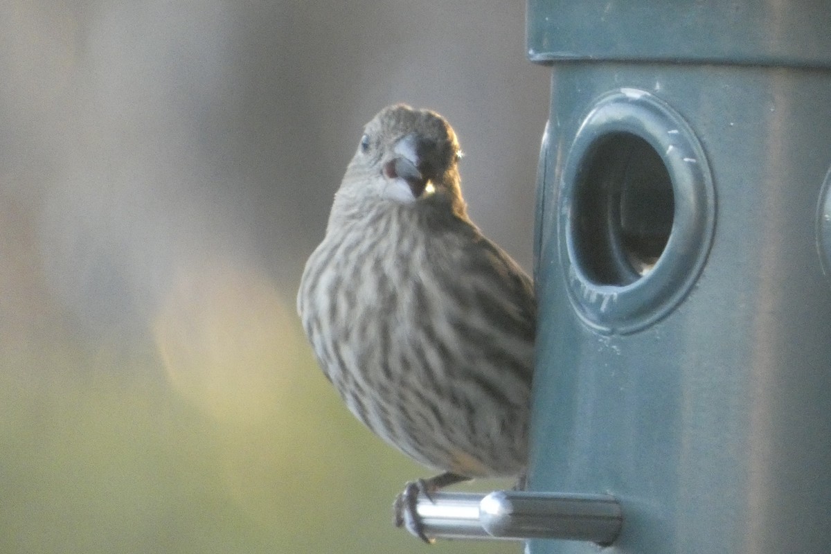 House Finch - ML646182369
