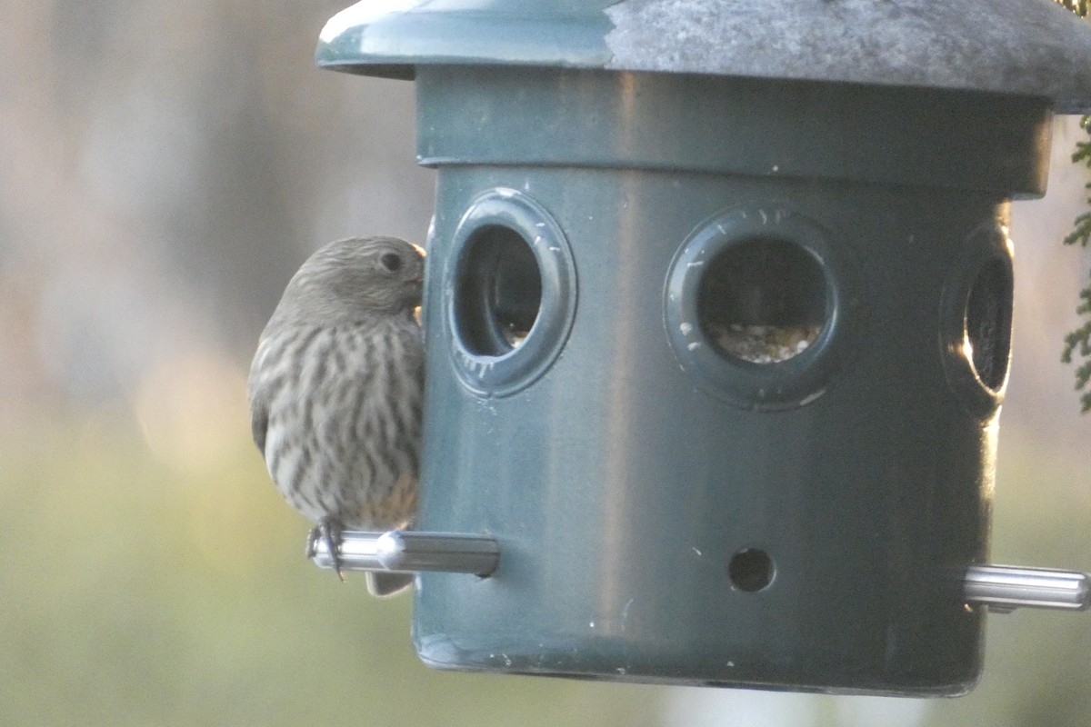 House Finch - ML646182370