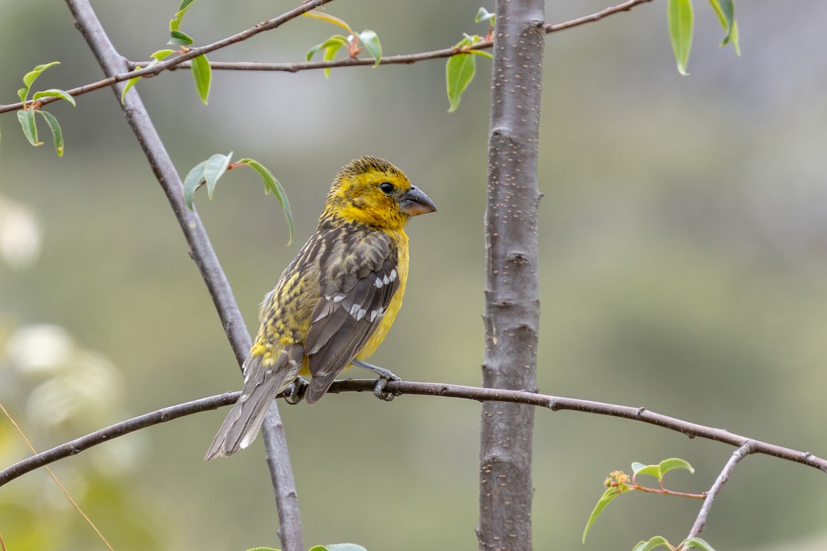 Golden Grosbeak - ML646182373
