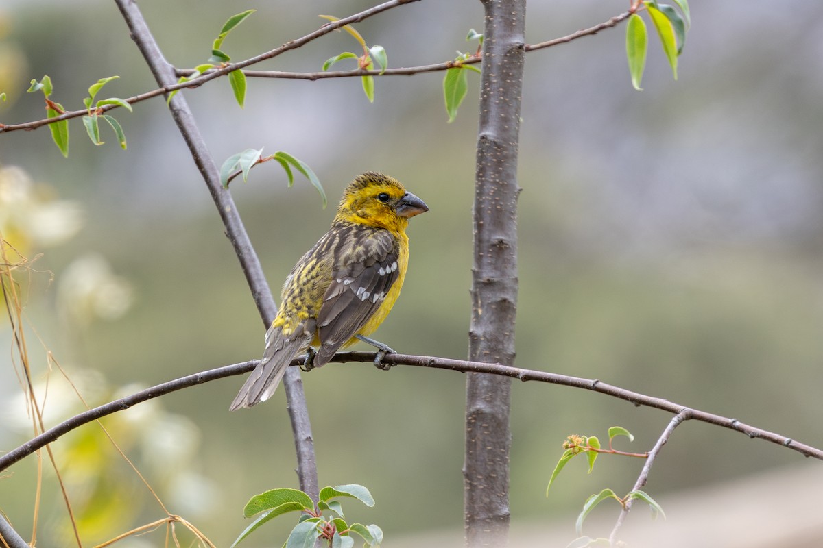 Golden Grosbeak - ML646182374