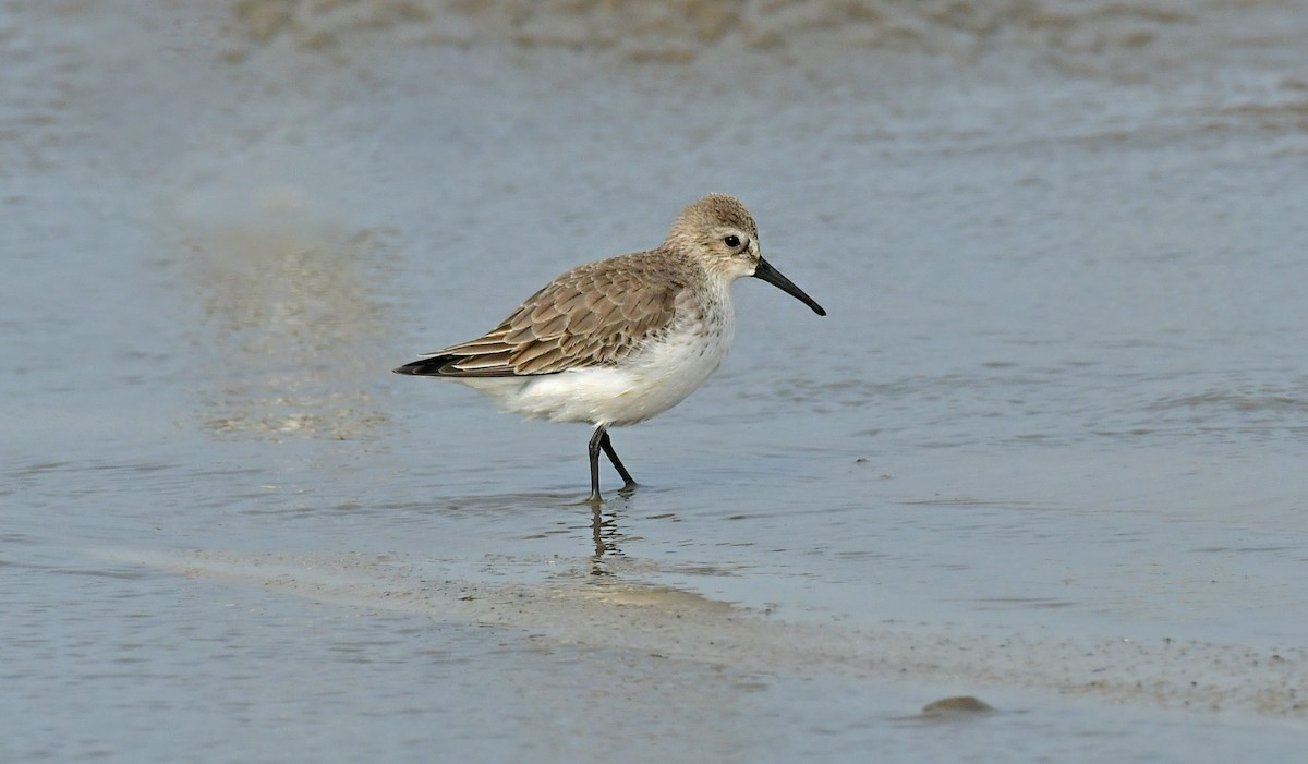 Хар элсэг - ML646182376