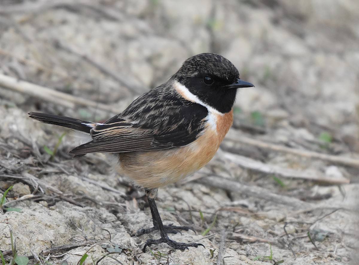 European Stonechat - ML646182380