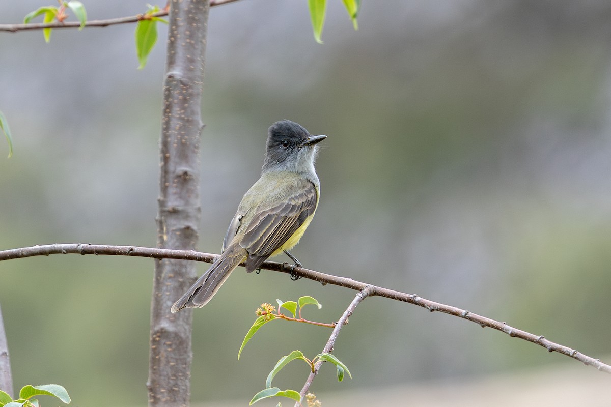 Dusky-capped Flycatcher - ML646182389