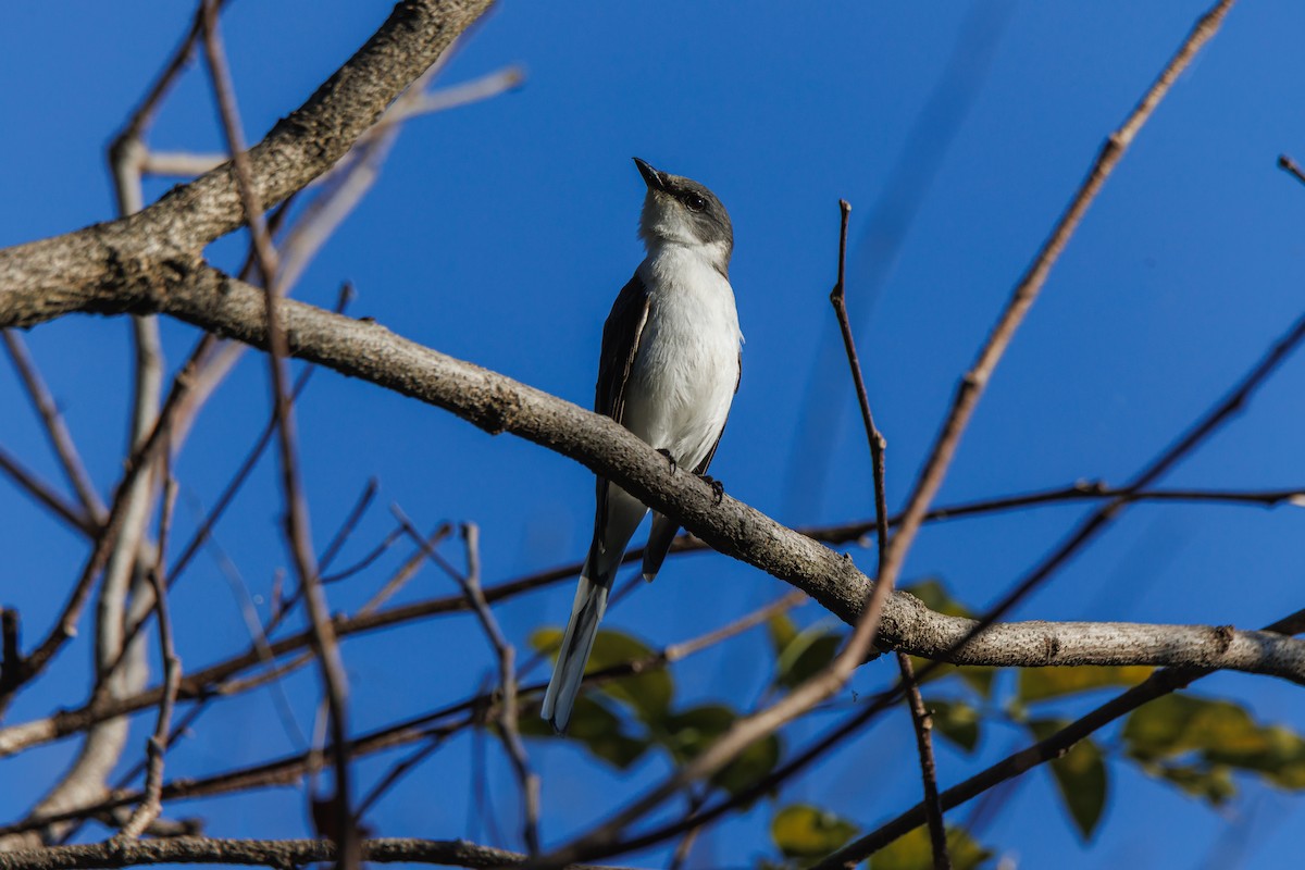 サンショウクイ - ML646182394