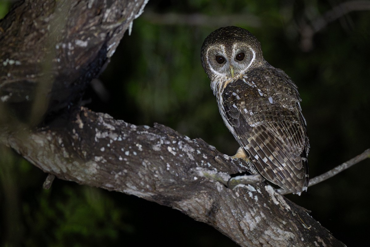 Mottled Owl - ML646182395