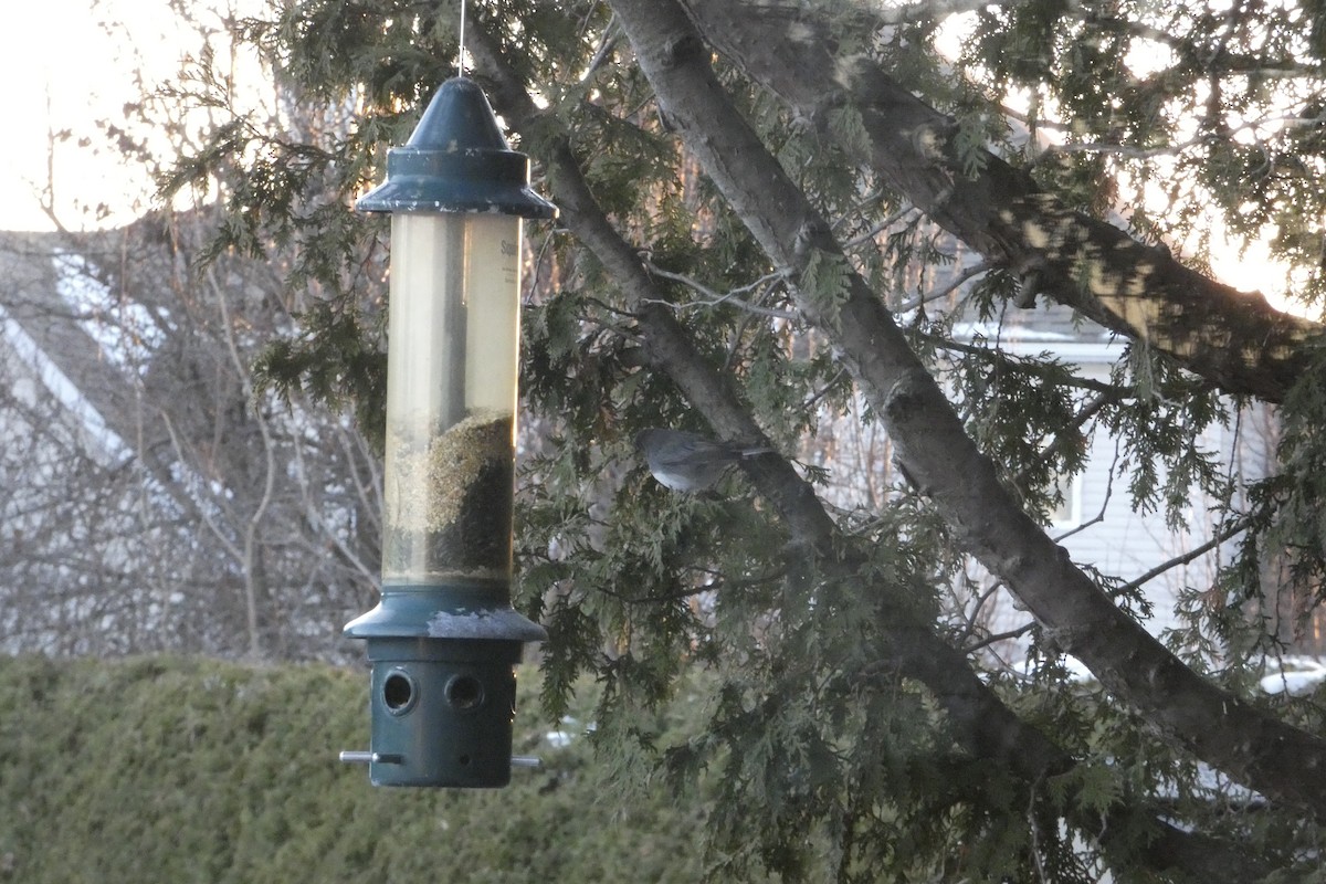 Dark-eyed Junco - ML646182401