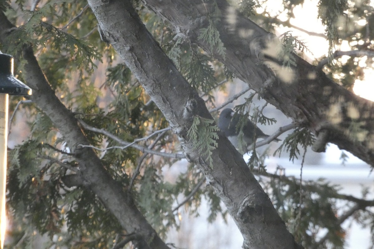 Dark-eyed Junco - ML646182402
