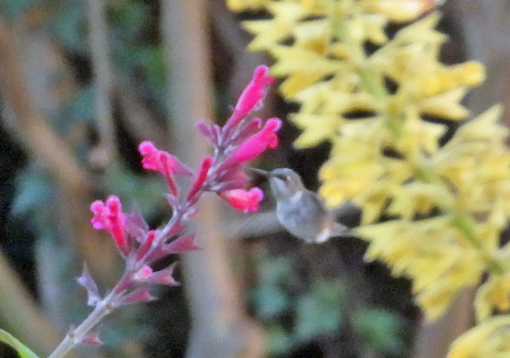 Black-chinned Hummingbird - ML646182410