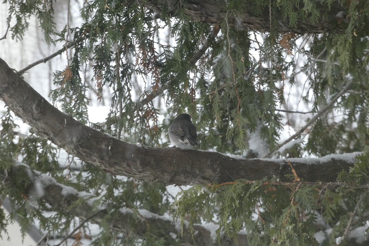 Dark-eyed Junco - ML646182411