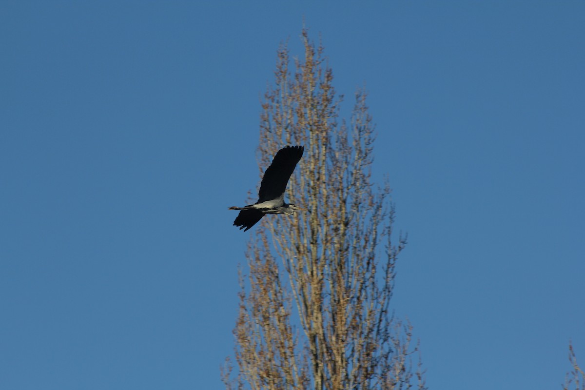 Gray Heron - ML646182428