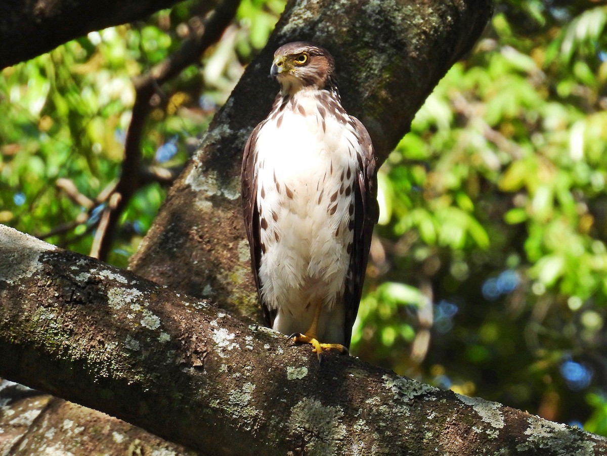 Двуцветный ястреб - ML646182429