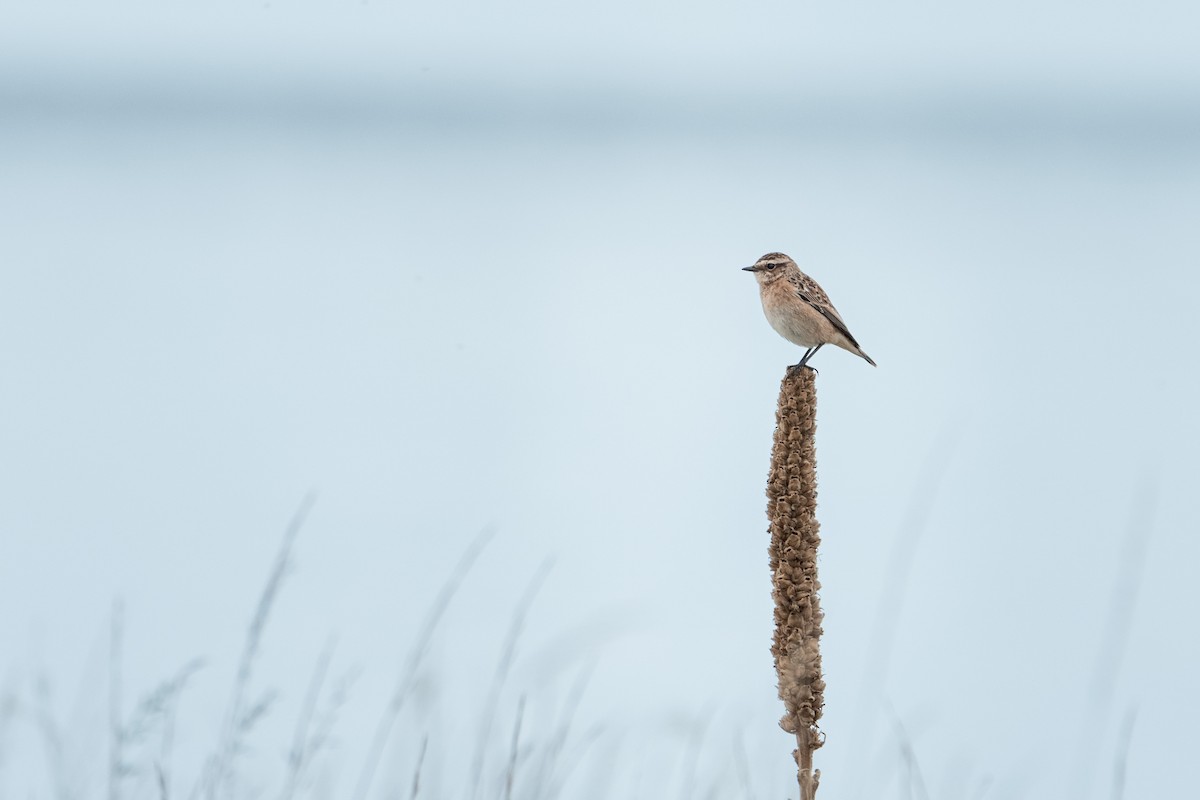 Whinchat - ML646182434