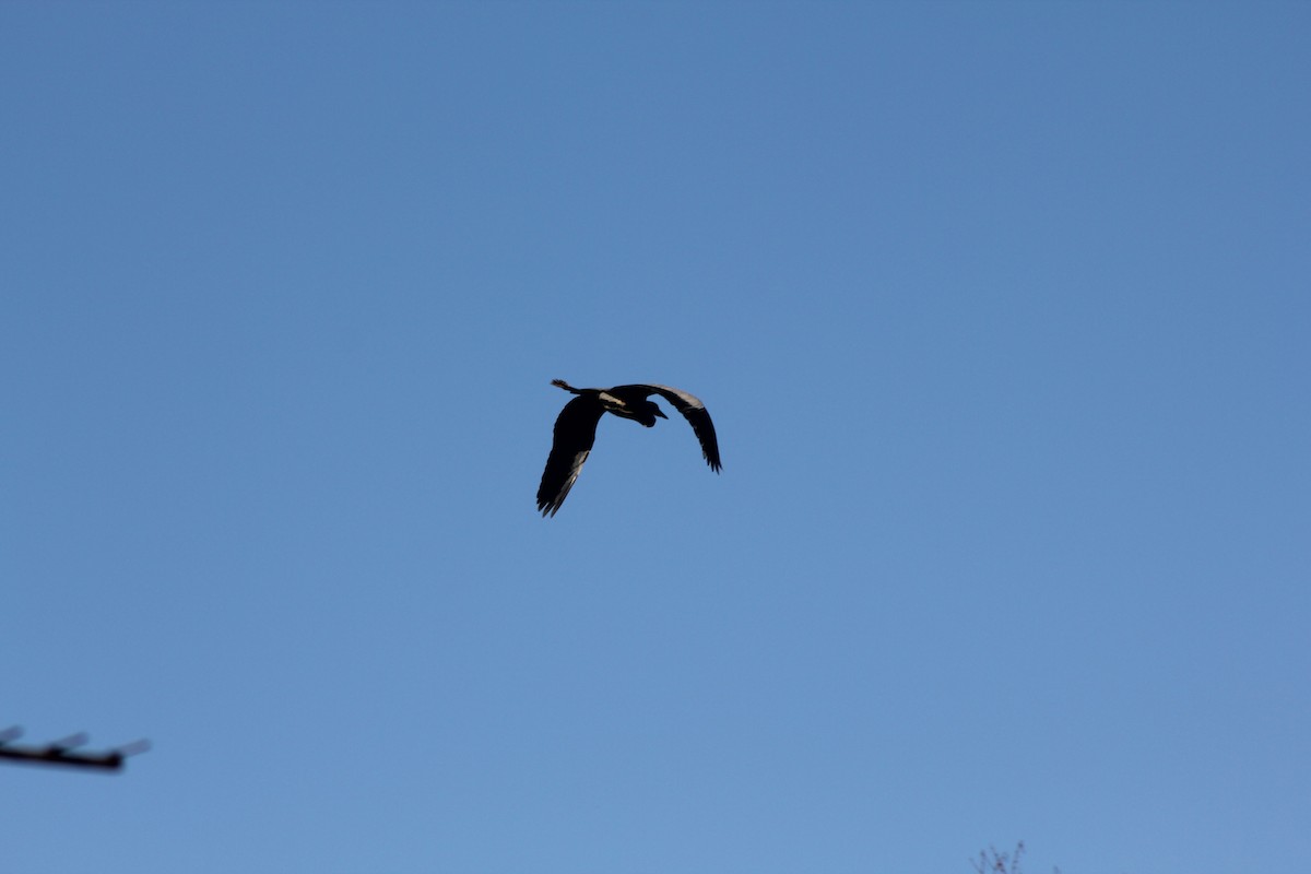 Gray Heron - ML646182435