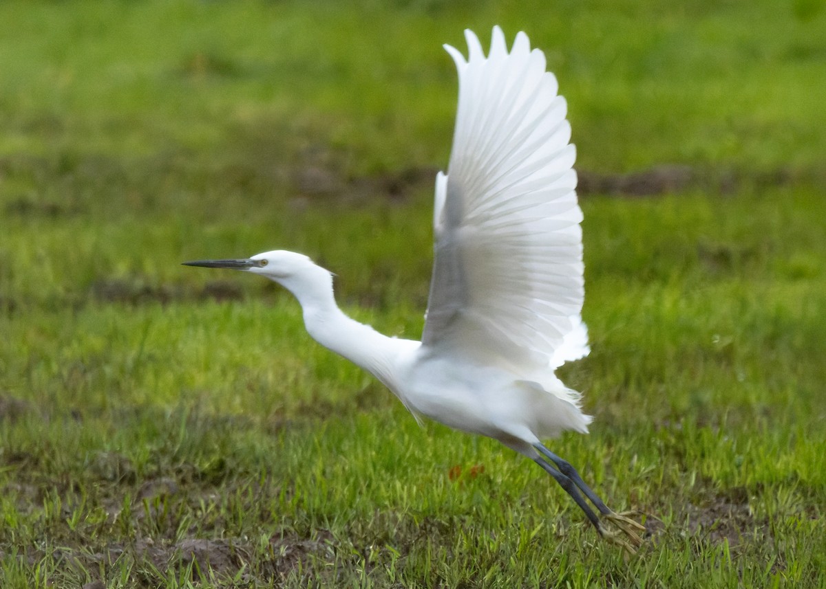 Little Egret - ML646182437