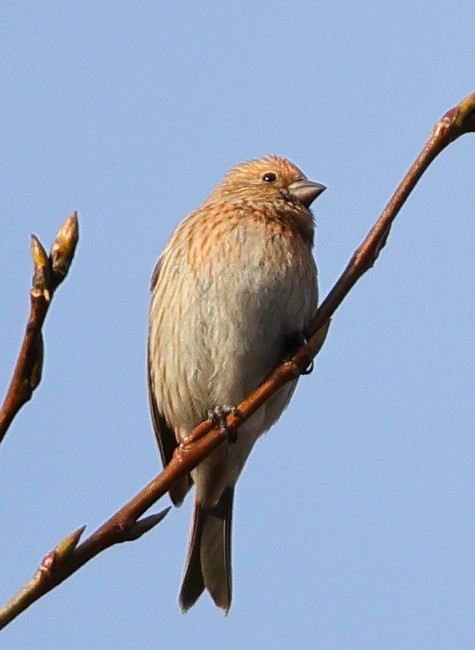 Pallas's Rosefinch - ML646182446