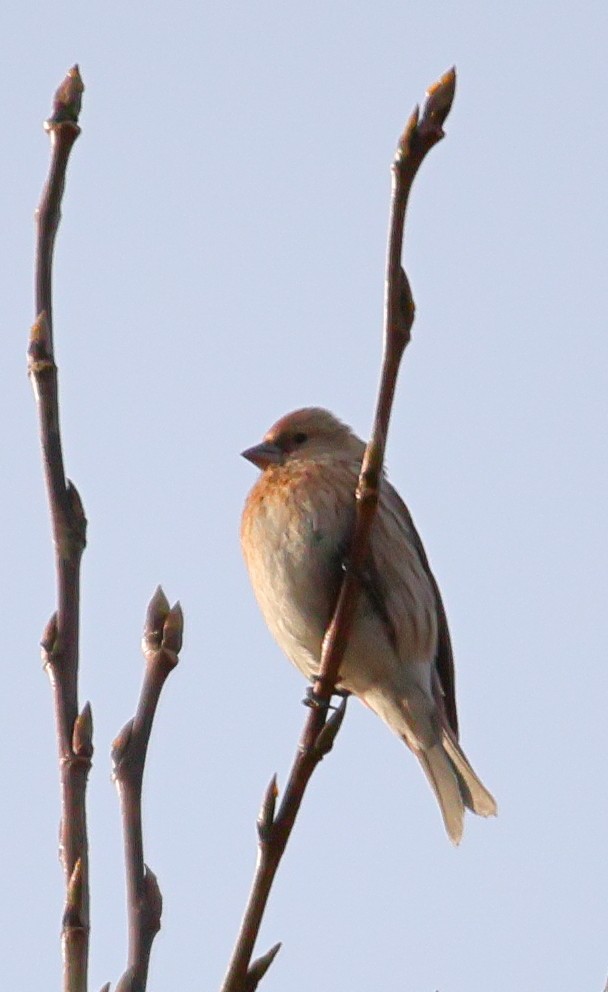 Pallas's Rosefinch - ML646182447