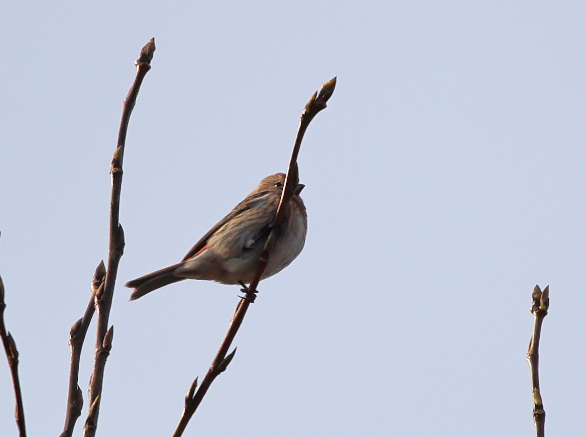 Pallas's Rosefinch - ML646182448
