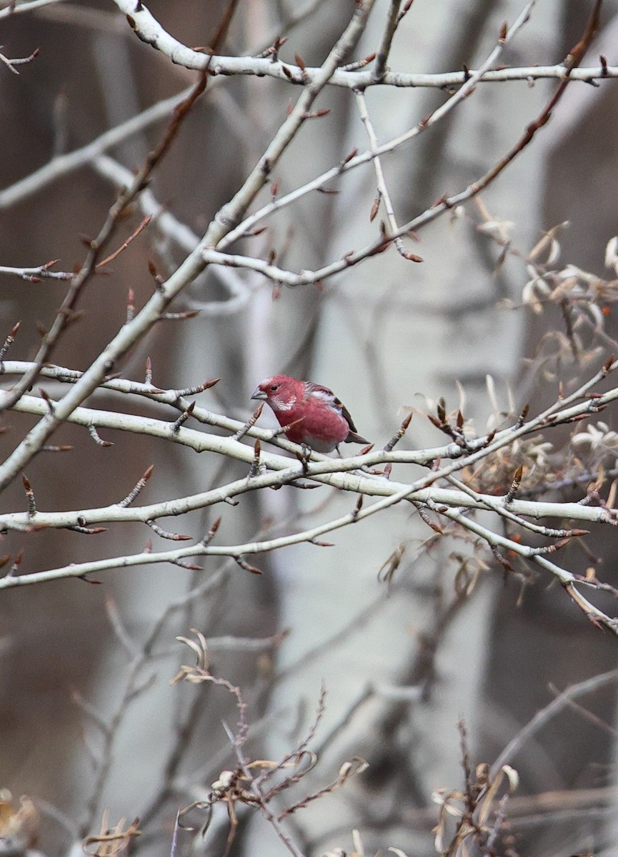 Pallas's Rosefinch - ML646182449