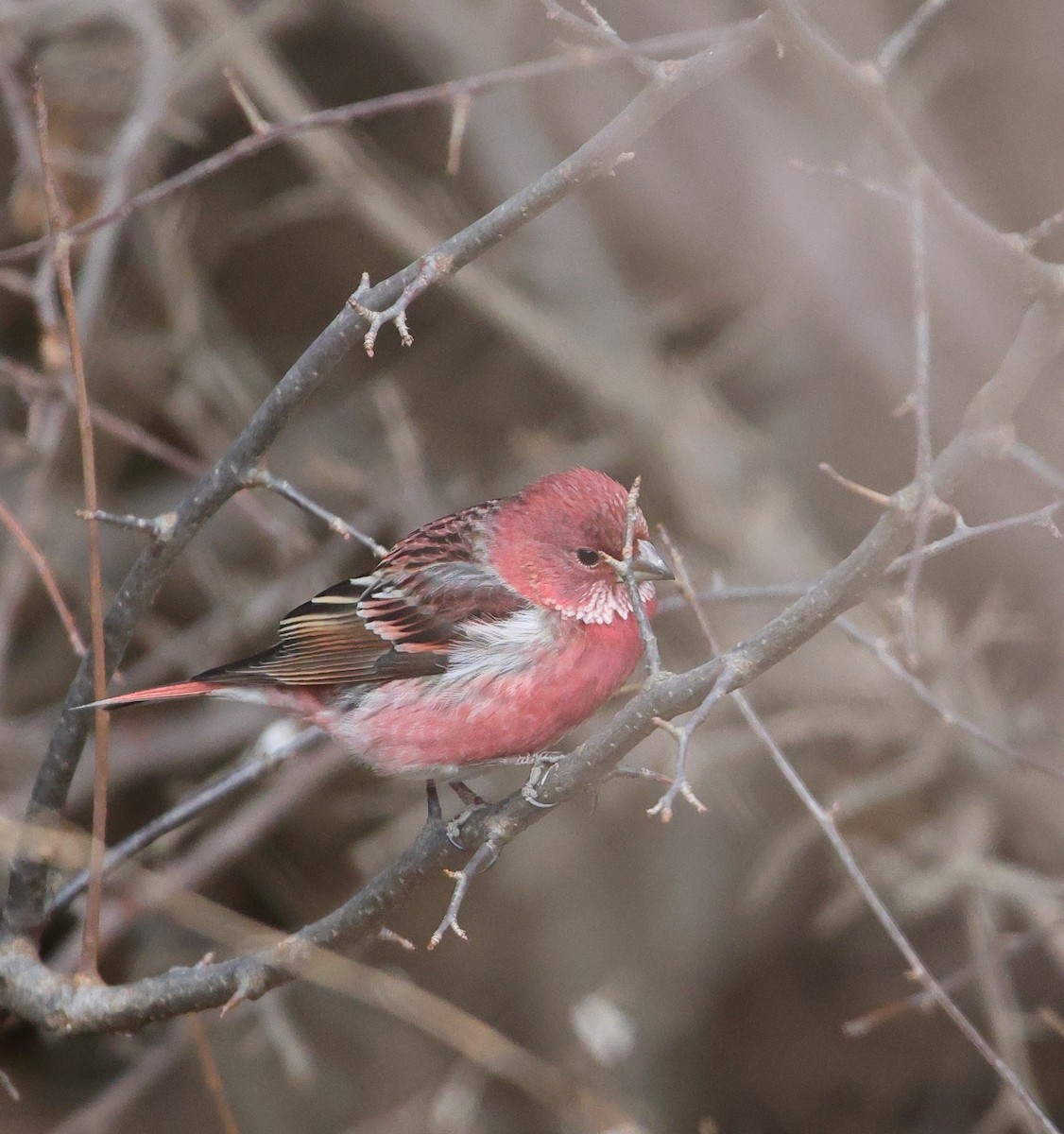 Pallas's Rosefinch - ML646182450