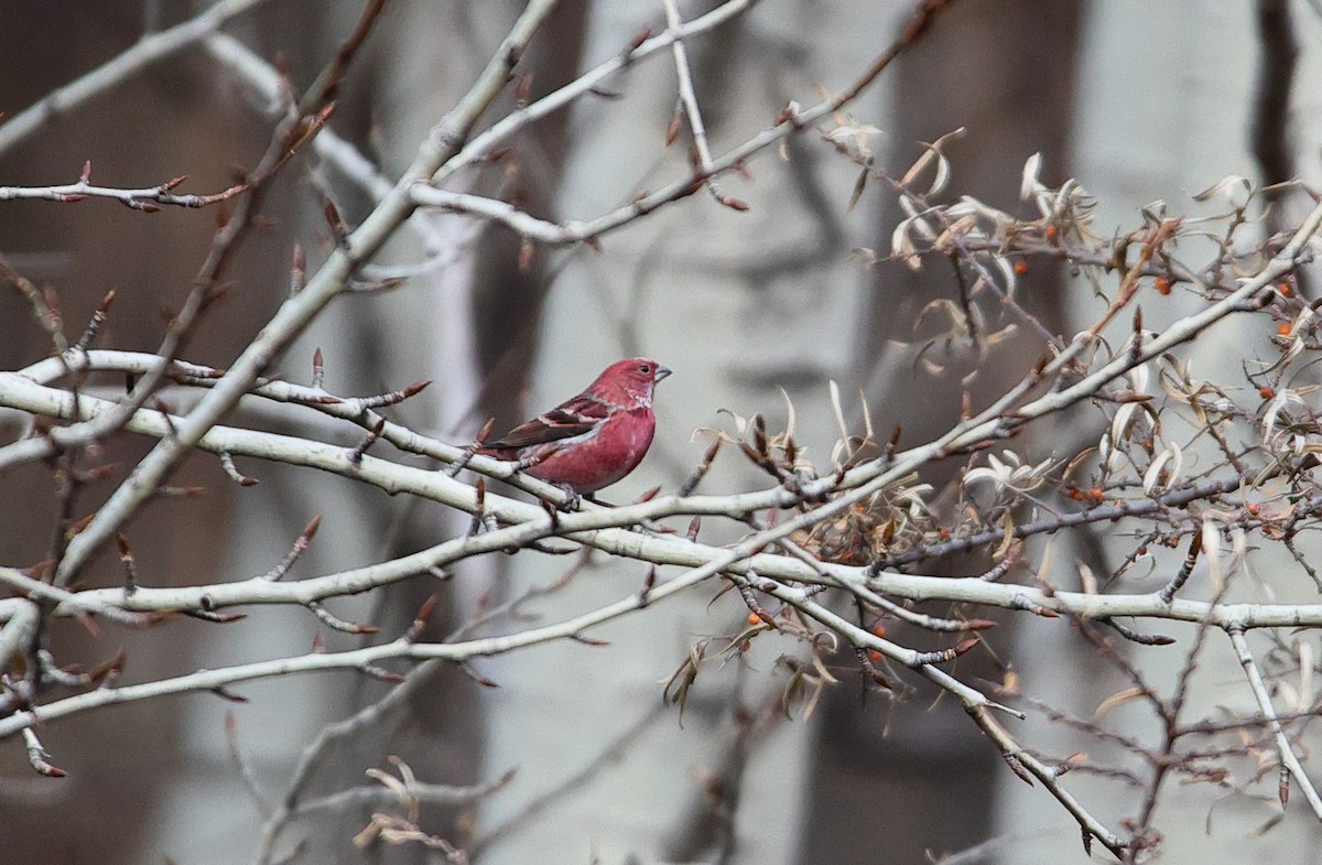 Pallas's Rosefinch - ML646182451