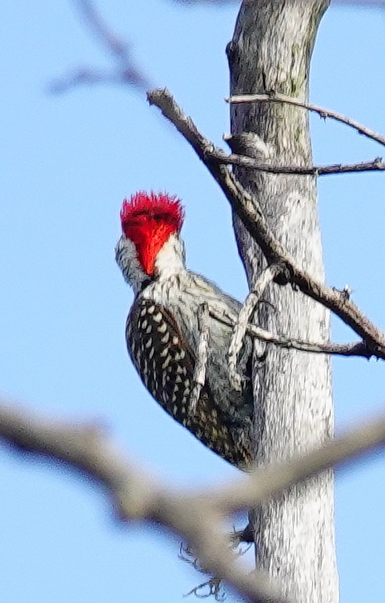 Cardinal Woodpecker - ML646182454