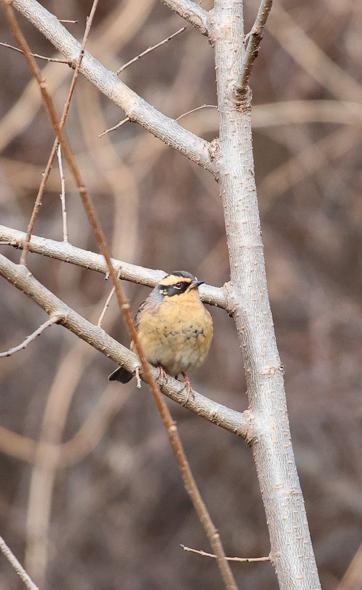 Siberian Accentor - ML646182461