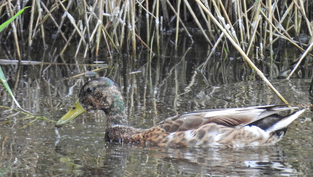 Зэрлэг нугас - ML646182464