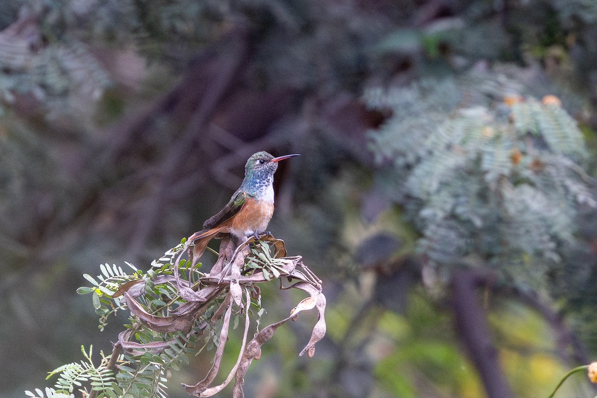 Amazilia Hummingbird - ML646182465