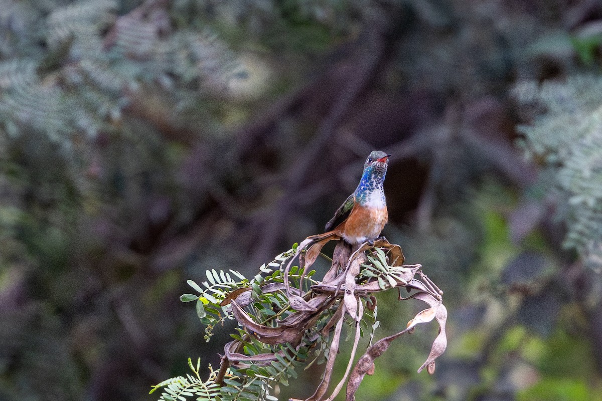 Amazilia Hummingbird - ML646182466