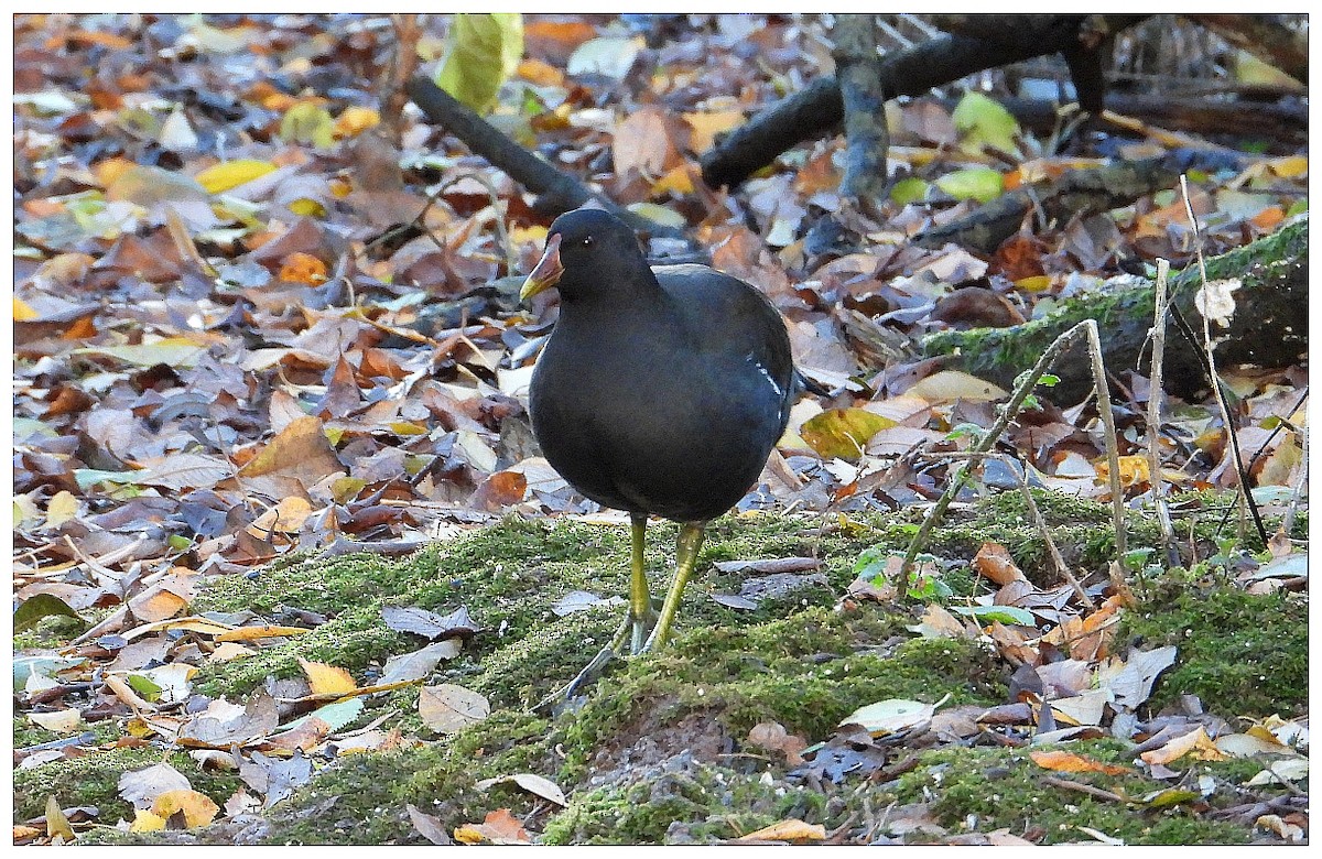 紅冠水雞 - ML646182467