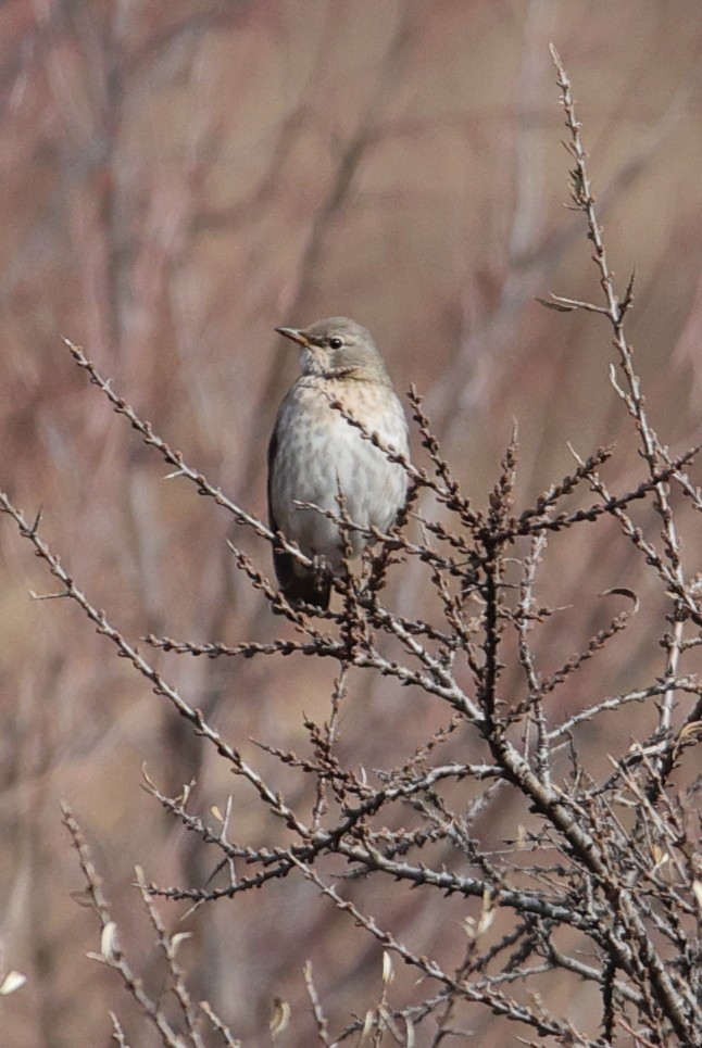 Red-throated Thrush - ML646182470
