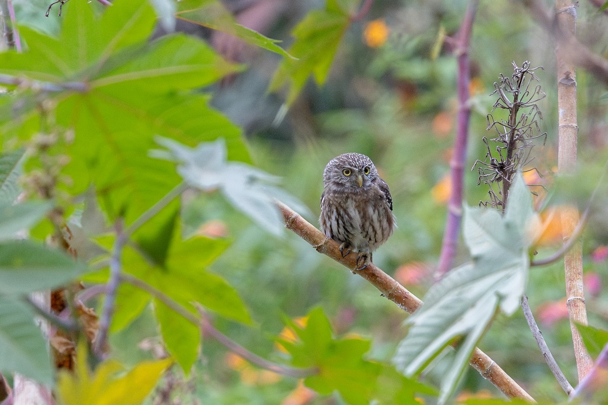 Peruvian Pygmy-Owl - ML646182472