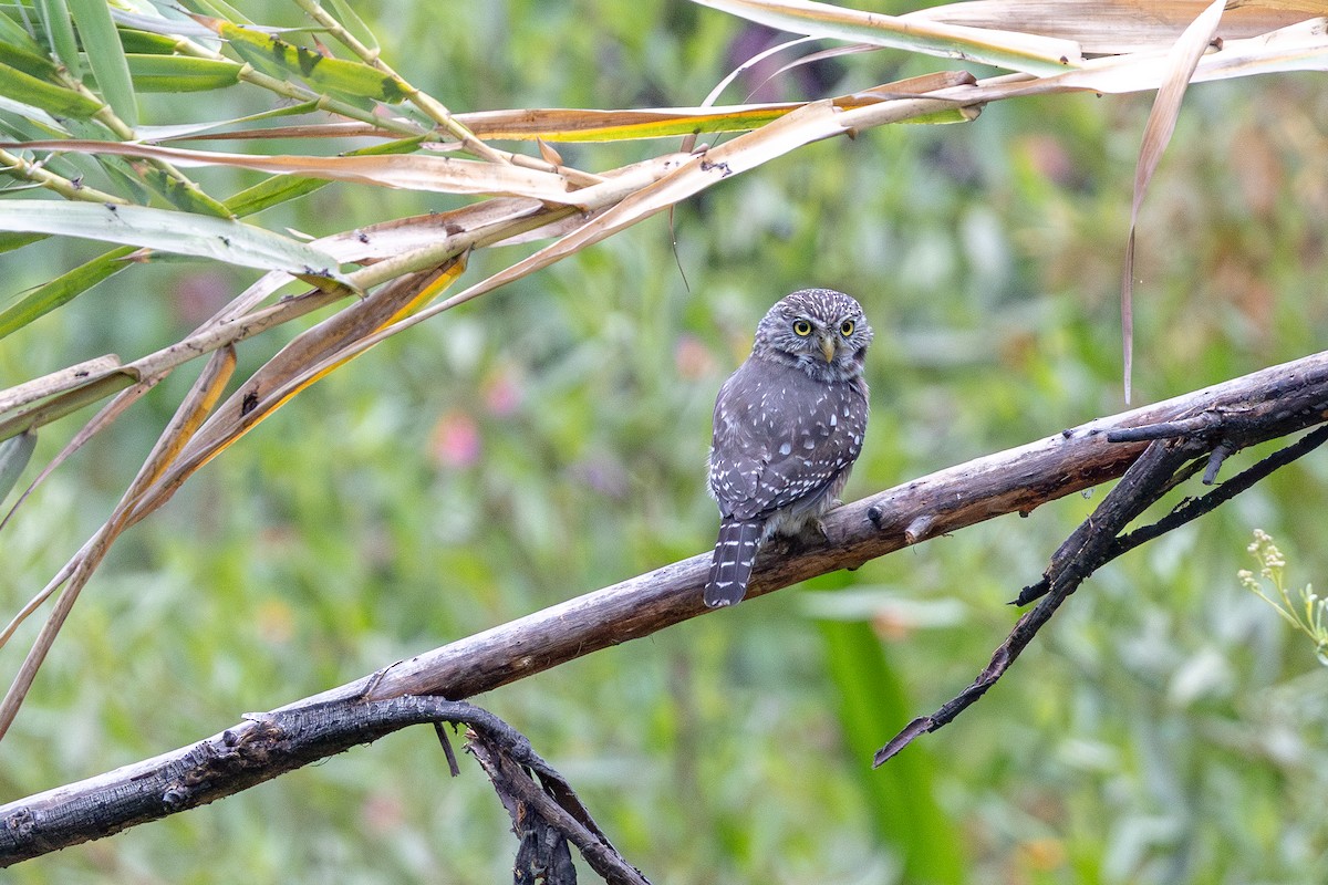 Peruvian Pygmy-Owl - ML646182473
