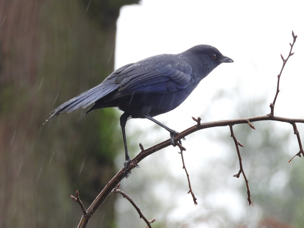 Taiwan Whistling-Thrush - ML646182475