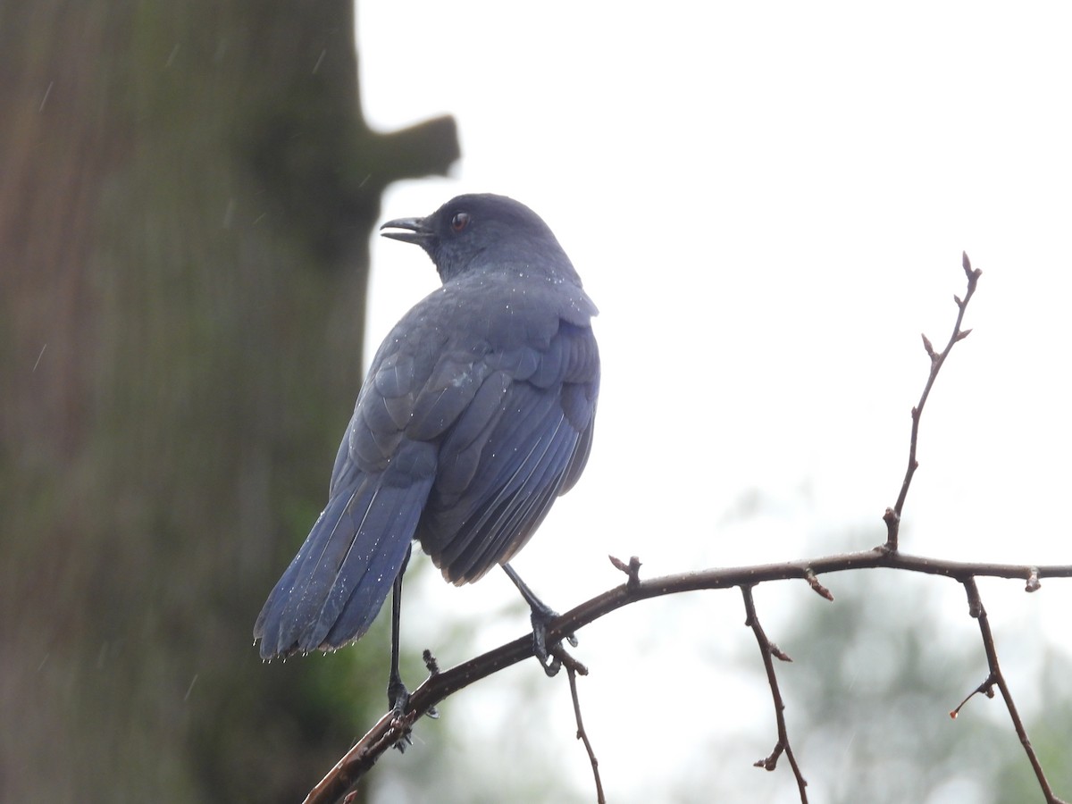 Taiwan Whistling-Thrush - ML646182476