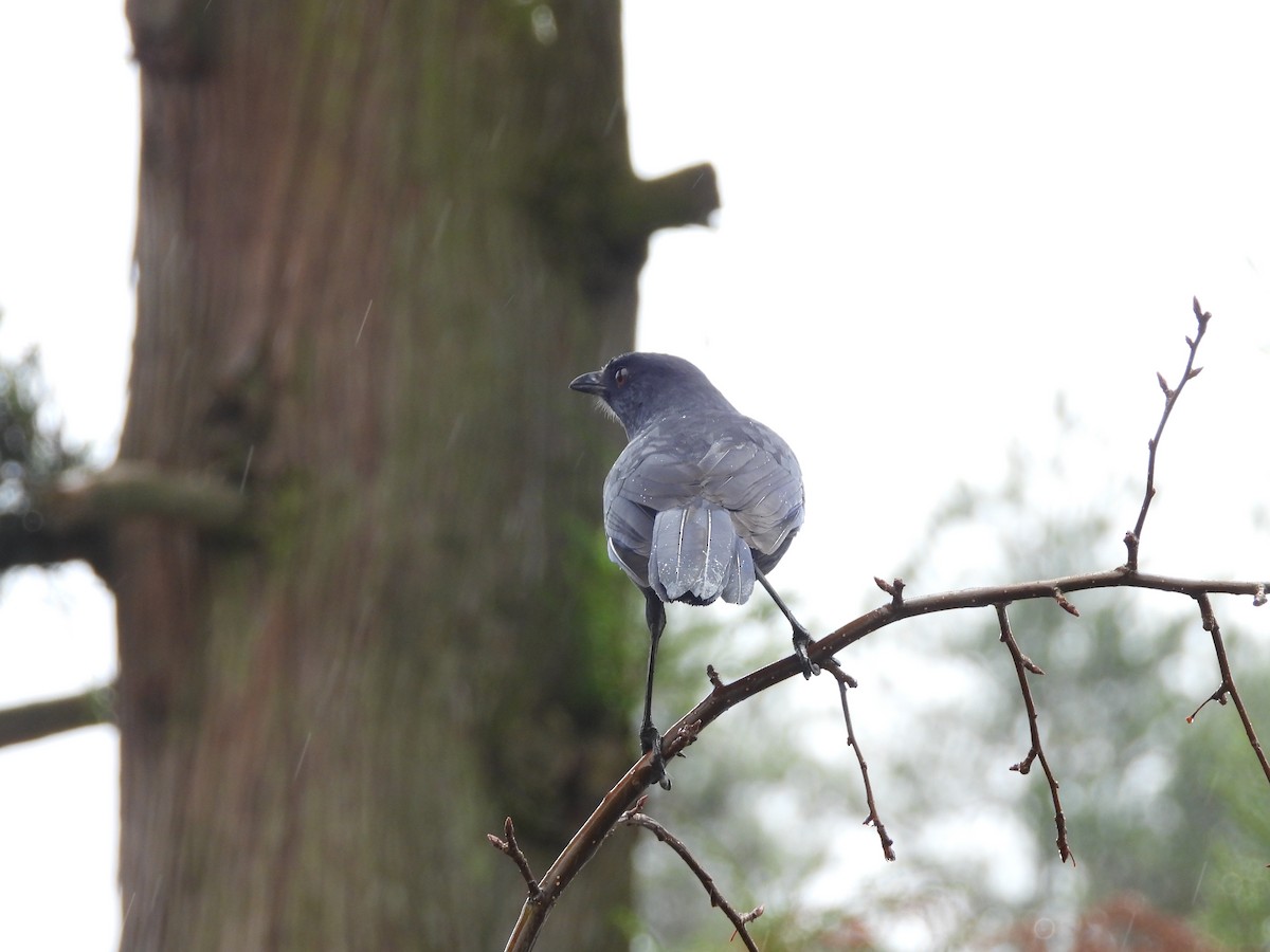 Taiwan Whistling-Thrush - ML646182477