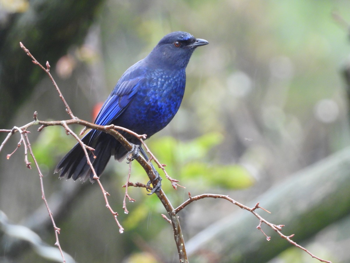 Taiwan Whistling-Thrush - ML646182478