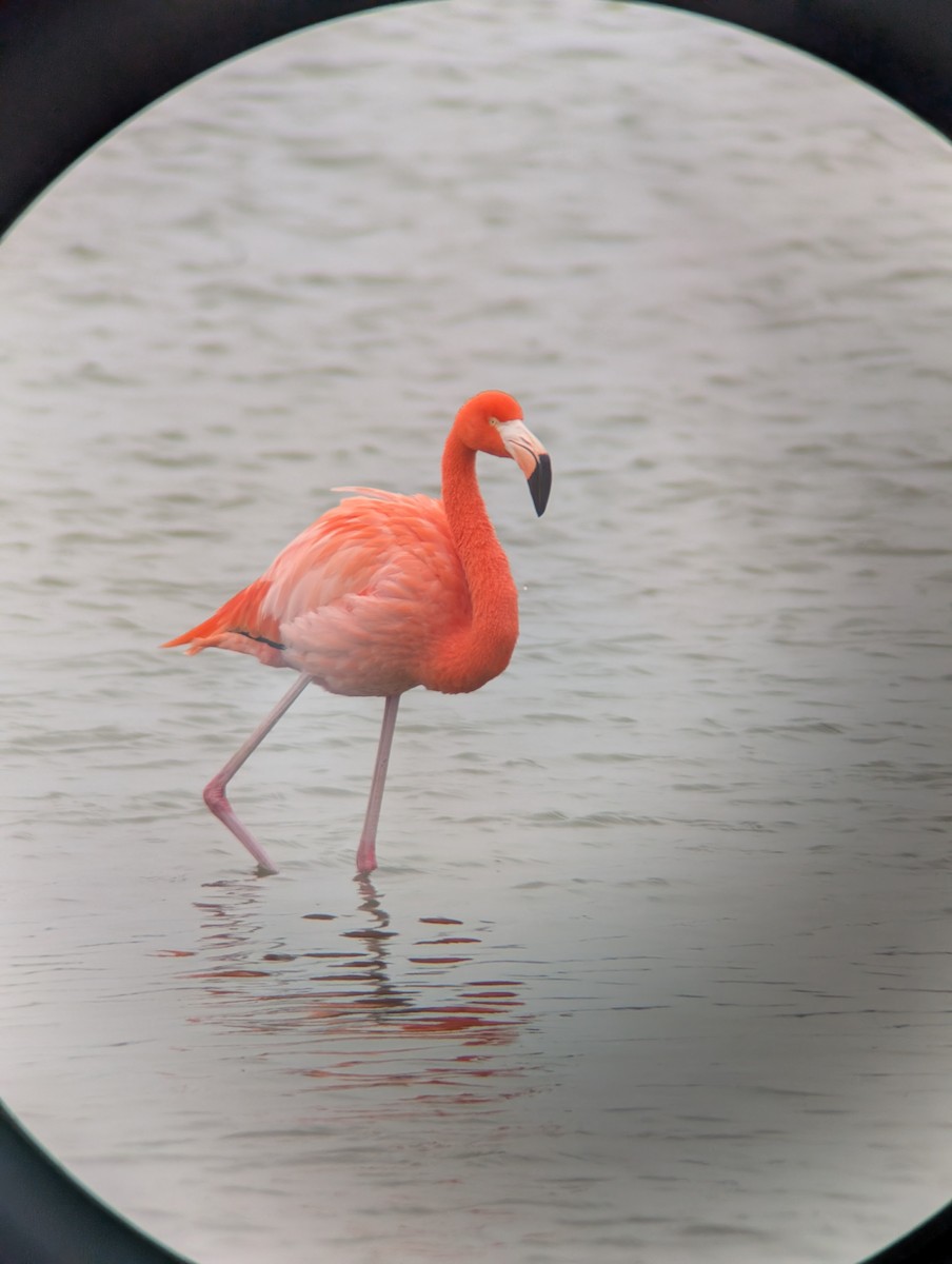 plameňák americký - ML646182479